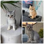 Britse korthaar tabby's raszuiver, Dieren en Toebehoren, Katten en Kittens | Raskatten | Korthaar, Gechipt