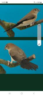 Gezocht: loodbek donkerstuit, Meerdere dieren, Tropenvogel, Geringd