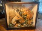 Antieke Opgezette eekhoorns taxidermie in kist rariteit, Verzamelen, Dierenverzamelingen, Ophalen of Verzenden, Gebruikt, Opgezet dier