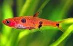 12 stuks Dwerg Rasbora Boraras maculatus aquarium vissen, Dieren en Toebehoren, Vissen | Aquariumvissen, Vis