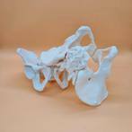 Anatomisch Bekken Model, Ophalen of Verzenden, Zo goed als nieuw