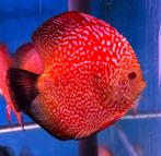 Discusvissen koppels discus, Dieren en Toebehoren, Vissen | Aquariumvissen