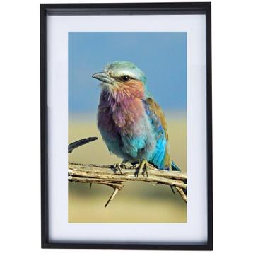 Mooie Natuur Poster met Vogeltje in zwarte Lijst beschikbaar voor biedingen