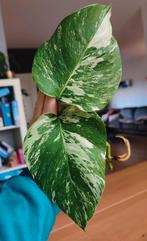 Monstera variegata kopstek, Huis en Inrichting, Kamerplanten, Ophalen