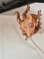 1.0 wimpergekko man, Dieren en Toebehoren, Reptielen en Amfibieën, Hagedis, Met terrarium, 3 tot 6 jaar