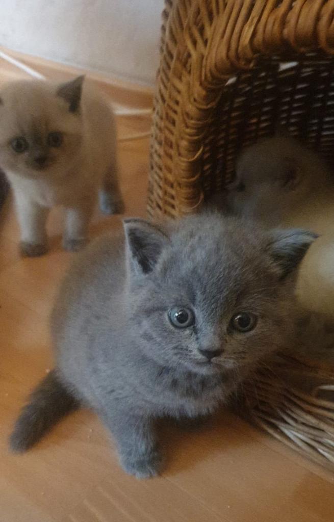Britse korthaar kittens blue point LAATSTE, Dieren en Toebehoren, Katten en Kittens | Raskatten | Korthaar, Meerdere dieren, Ontwormd