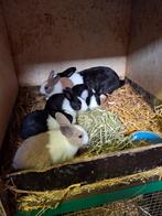 Hollander konijntjes, Dieren en Toebehoren, Konijnen, Meerdere dieren, Klein, 0 tot 2 jaar