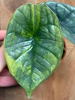 Alocasia platinum variegata plant aurea yellow lemon mint, Huis en Inrichting, Kamerplanten, Ophalen of Verzenden, Halfschaduw