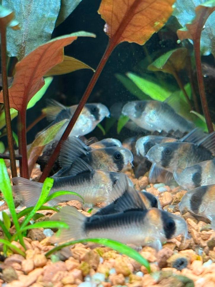 Corydoras Adolfoi – 7 Cory’s – complete groep, Dieren en Toebehoren, Vissen | Aquariumvissen, Vis