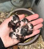 Baby goudhamsters 🐹, Dieren en Toebehoren, Hamster, December, Geslacht onbekend, Tam