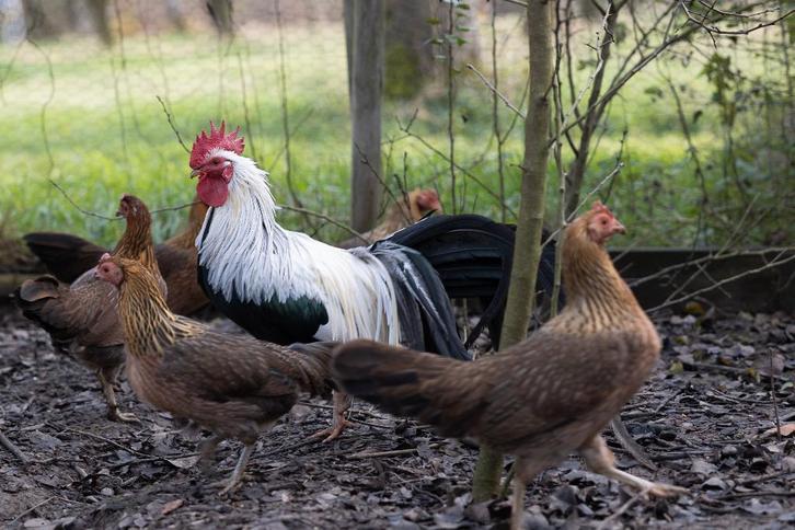 Kippen, shokoku, Dieren en Toebehoren, Pluimvee, Kip, Meerdere dieren