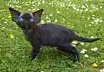 Devon Rex kittens.., Dieren en Toebehoren, Meerdere dieren, Gechipt, 0 tot 2 jaar