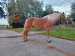 Prachtige 3 jarige haflinger merrie, Dieren en Toebehoren, Paarden, Merrie, Minder dan 160 cm, 3 tot 6 jaar, Onbeleerd