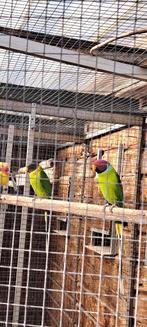 pruimkoppen  koppel, Dieren en Toebehoren, Meerdere dieren, Parkiet, Geringd