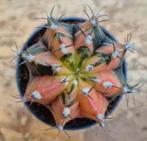 Cactus Gymnocalycium Mihanovichii p7 (31), Huis en Inrichting, Kamerplanten, Ophalen of Verzenden, Cactus, Volle zon, Minder dan 100 cm