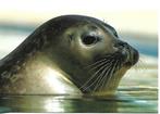 Dieren- -Zeehond., Verzenden, 1960 tot 1980, Gelopen, Overige thema's