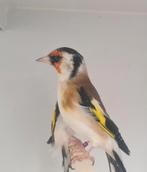 Majoor putter man, Mannelijk, Wildzangvogel, Geringd