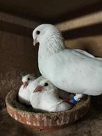 5 pauwstaarten, Dieren en Toebehoren, Meerdere dieren, Overige soorten
