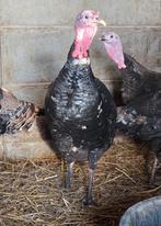 Kalkoen hanen, Dieren en Toebehoren, Pluimvee, Mannelijk, Kip