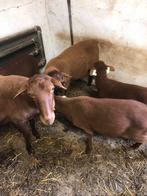 Solognote ramlammen, Dieren en Toebehoren, Schapen, Geiten en Varkens, Vrouwelijk, Schaap