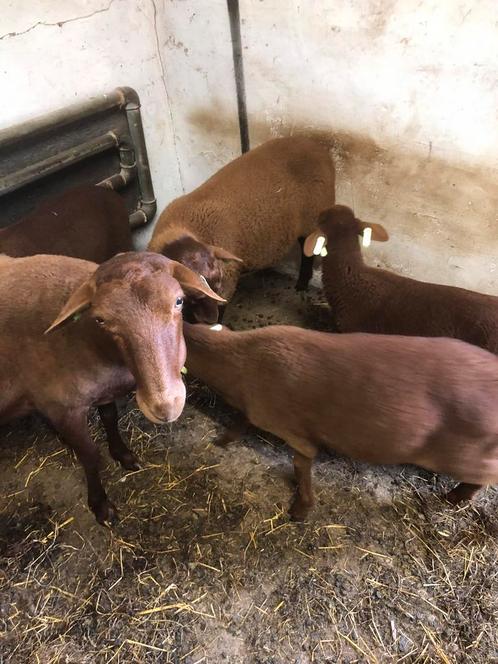 Solognote ramlammen, Dieren en Toebehoren, Schapen, Geiten en Varkens, Schaap, Vrouwelijk