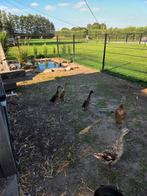 Jonge Loopeenden, Dieren en Toebehoren, Pluimvee, Geslacht onbekend, Eend