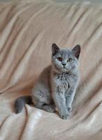 Prachtig Blue brits/britse Korthaar poesje met stamboom!, Dieren en Toebehoren, Katten en Kittens | Raskatten | Korthaar, Poes