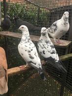 Kleurpostduiven, duiven, postduiven, Dieren en Toebehoren, Meerdere dieren, Postduif