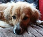 Luna is opnieuw ter adoptie!, Dieren en Toebehoren, Honden | Niet-rashonden, Rabiës (hondsdolheid), Teef, Middel, Buitenland