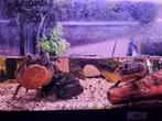 Water schildpad, Dieren en Toebehoren, Vissen | Aquariumvissen, Vis