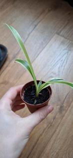 Stekjes - ruilen, Ophalen, Halfschaduw, Minder dan 100 cm