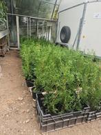 Coniferen Thuja Brabant, Ophalen, Conifeer