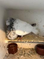 Doffer, Dieren en Toebehoren, Mannelijk, Kropper