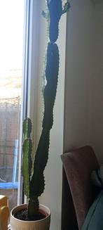 grote cactus, Huis en Inrichting, Ophalen, Cactus, In pot, 100 tot 150 cm