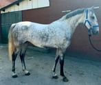 Gave 4 jarige E pony merrie, 3 tot 6 jaar, Gechipt, Onbeleerd, Merrie