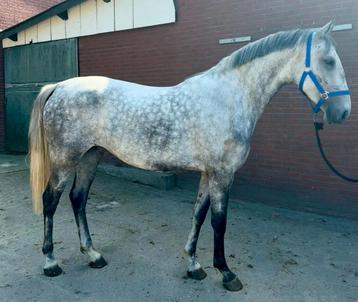 Gave 4 jarige E pony merrie beschikbaar voor biedingen