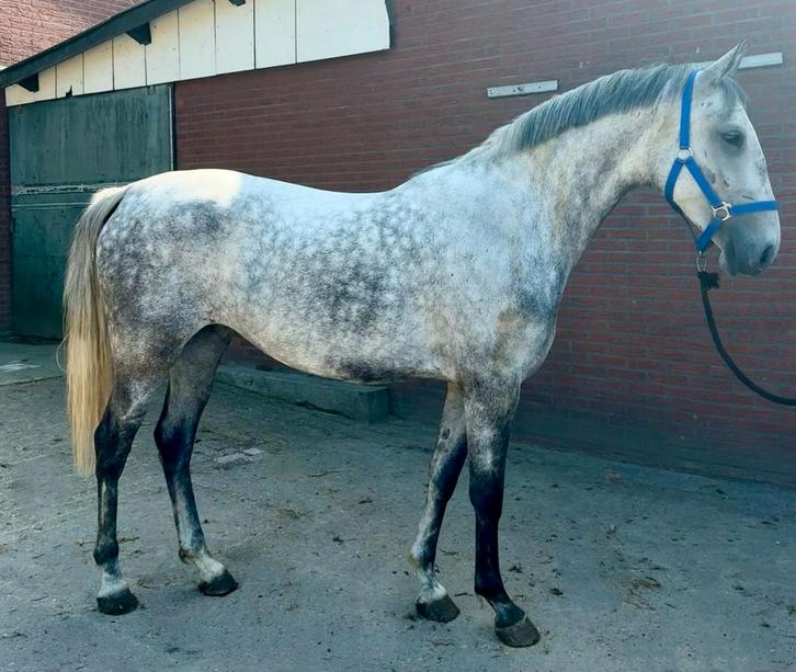 Gave 4 jarige E pony merrie, Dieren en Toebehoren, Pony's, Merrie, Onbeleerd, E pony (1.48m - 1.57m), 3 tot 6 jaar, Gechipt, Ontwormd