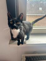 Poes van 2 jaar gratis, Dieren en Toebehoren, Katten en Kittens | Dekkaters, 0 tot 2 jaar