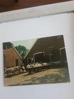 EXLOO   SCHAAPSKOOI  1981, Ophalen of Verzenden, 1980 tot heden