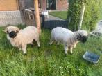 Walliser Schwarznase schapen, Vrouwelijk, Schaap