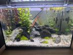 Compleet aquarium met levende planten, vissen en garnalen., Dieren en Toebehoren, Vissen | Aquaria en Toebehoren, Ophalen, Zo goed als nieuw