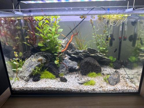 Compleet aquarium met levende planten, vissen en garnalen., Dieren en Toebehoren, Vissen | Aquaria en Toebehoren, Zo goed als nieuw