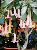 Brugmansia exotic pink, Ophalen of Verzenden, Zomer, Overige soorten, Volle zon