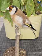 Prachtige nieuw opgezette major putter, Verzenden, Nieuw, Vogel, Opgezet dier