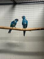 Enkele koppels blauwe bernards, Dieren en Toebehoren, Vogels | Parkieten en Papegaaien, Meerdere dieren, Parkiet