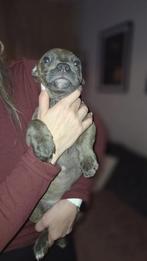 puppies Pitbull x cane corso x olde english bulldog, Dieren en Toebehoren, Rabiës (hondsdolheid), 8 tot 15 weken, Bulldog, Meerdere
