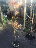 Beukenhaag plant, Volle zon, Vaste plant, Bloeit niet, Ophalen