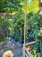 Hedera  Klimop   (Hybernica) Groot blad, Tuin en Terras, Planten | Bomen, Ophalen, Overige soorten, 100 tot 250 cm