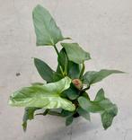 Philodendron Silver Queen met mosstok, Huis en Inrichting, Kamerplanten, Ophalen of Verzenden
