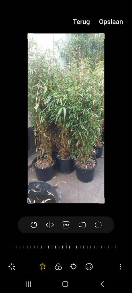 niet woekerende bamboe,  fargesia rufa, Tuin en Terras, Planten | Struiken en Hagen, Bamboe, Ophalen